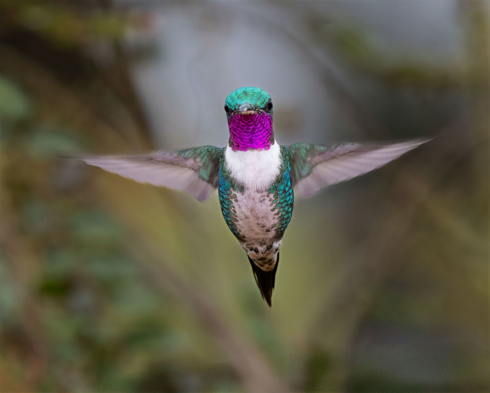 White-bellied Woodstar Chaetocercus mulsant
